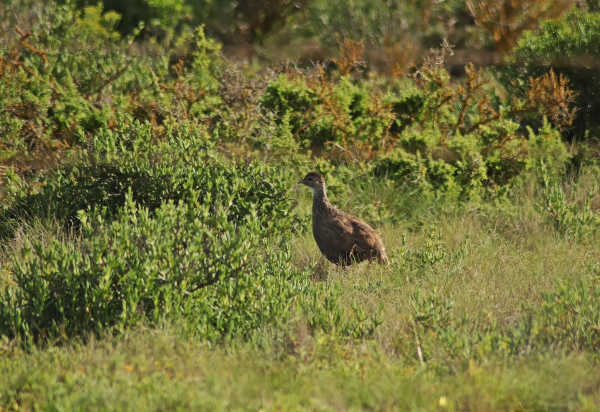 Tortoise Trail Lodge Langebaan Εξωτερικό φωτογραφία