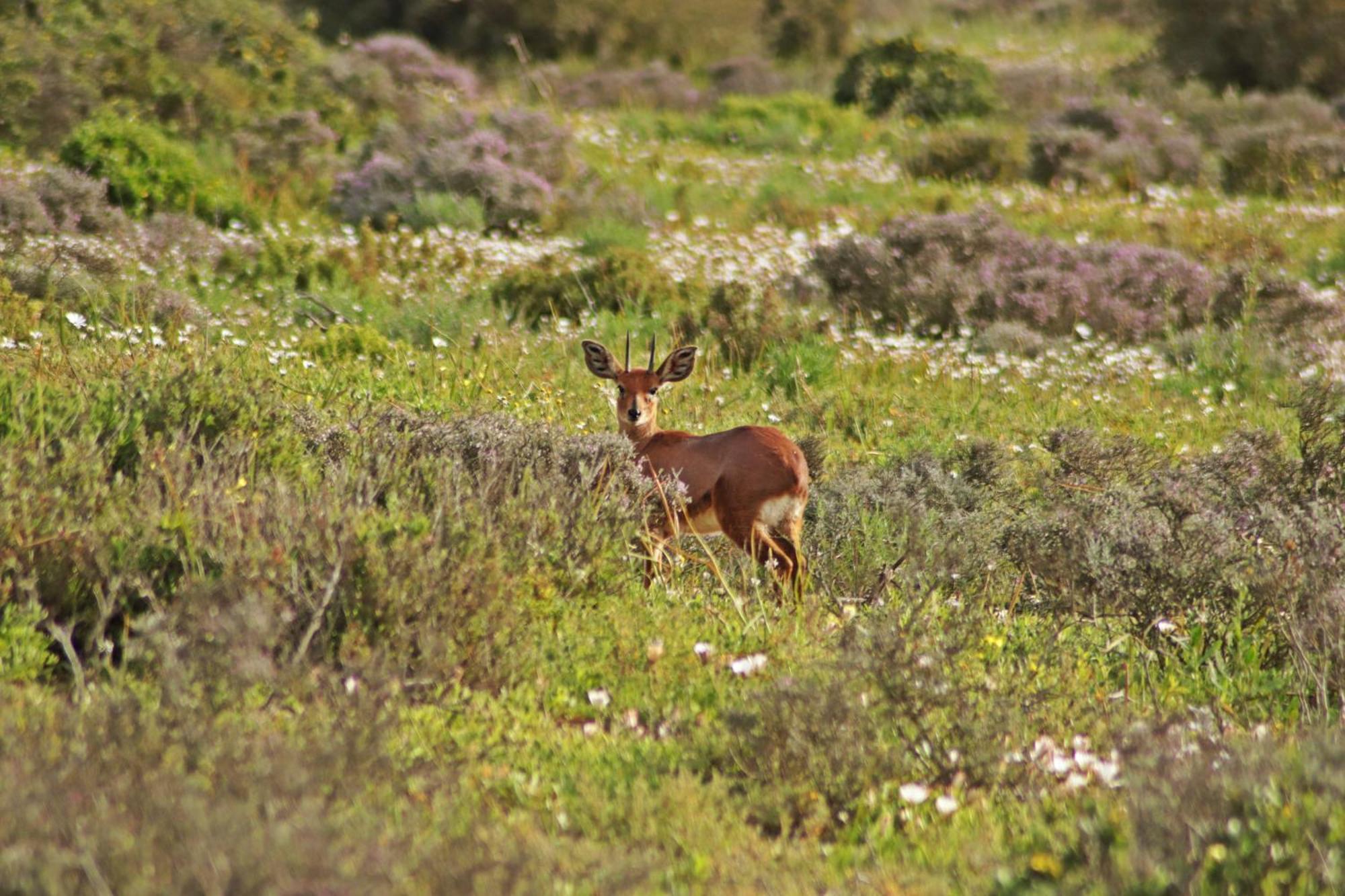 Tortoise Trail Lodge Langebaan Εξωτερικό φωτογραφία